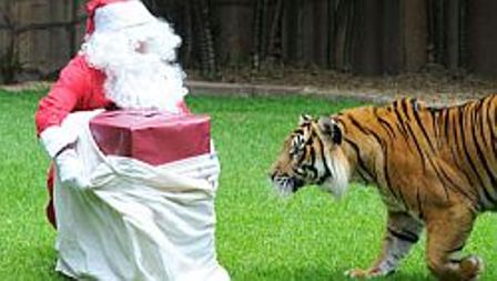 Самый смелый Санта-Клаус в мире