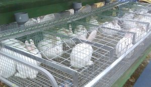 В Ленобласти выясняют причины масштабной гибели кроликов