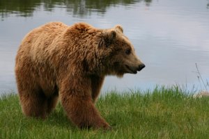 В Ленобласти бурый медведь напугал туристов