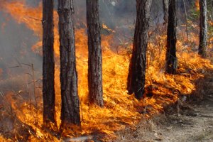 40 лесных пожаров ликвидировано в Ленинградской области