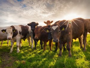 В Ленобласти будут ежегодно проводить аукционы по продаже крупного рогатого скота