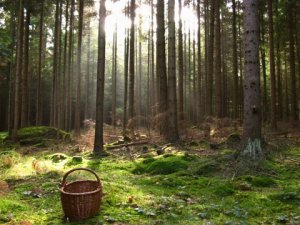 Бабушка и внучка заблудились в лесу в Тосненском районе
